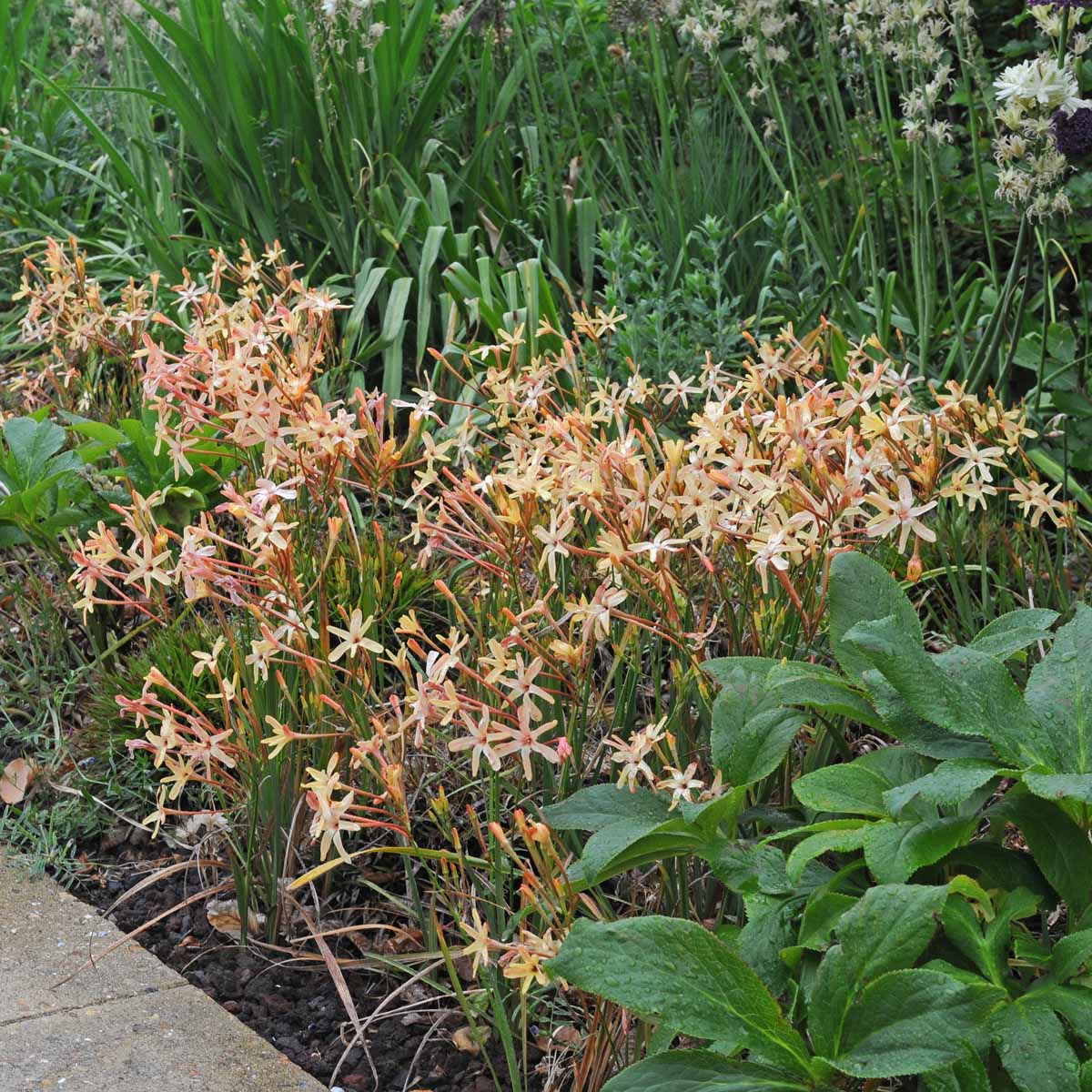 Ixia paniculata Eos - gele ixia - Fluwel