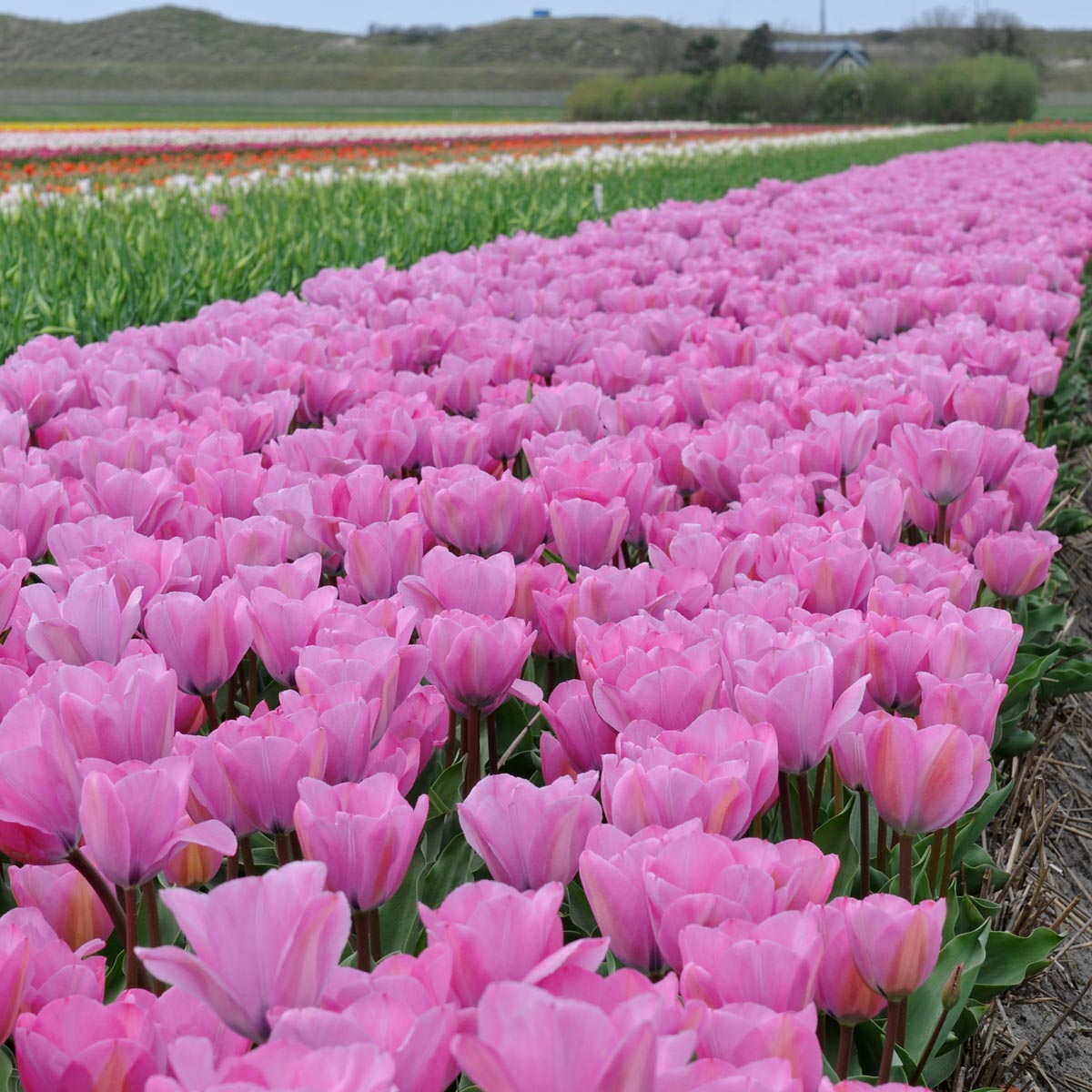 Janis Joplin - Tulips - Fluwel