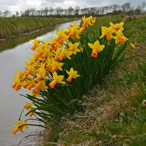 Jetfire - Narcissus - Fluwel