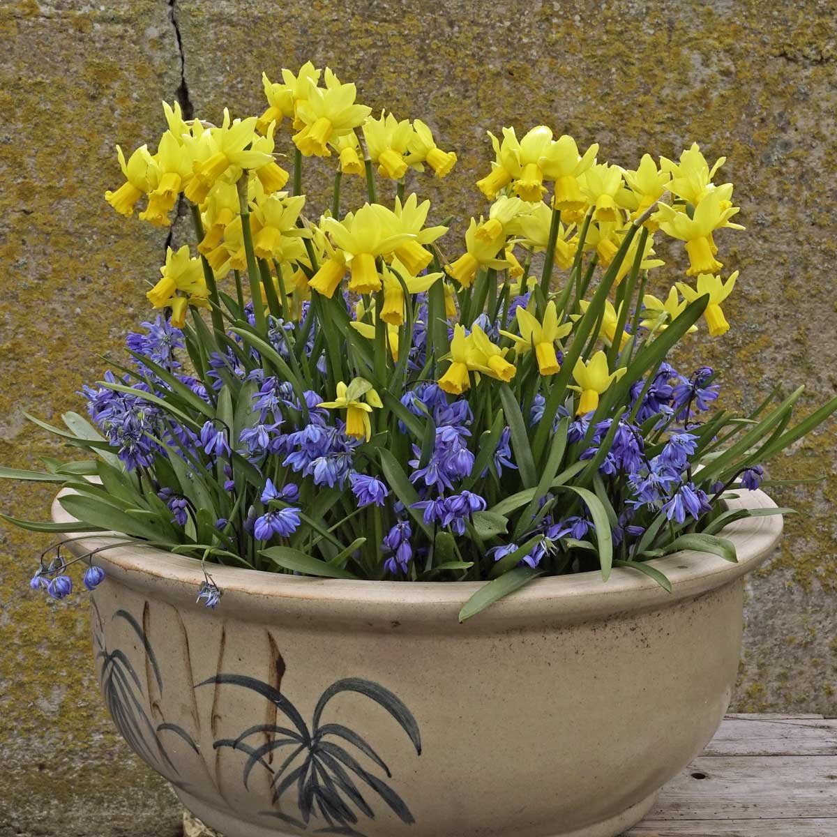 Jumblie - gele narcis - Fluwel
