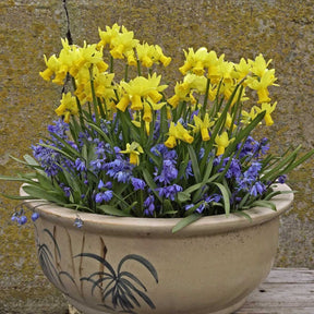 Jumblie - Special Narcissus - Fluwel