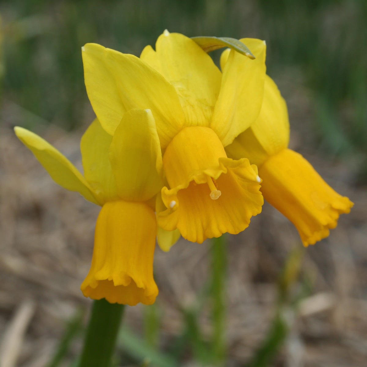 Jumblie - gele narcis - Fluwel