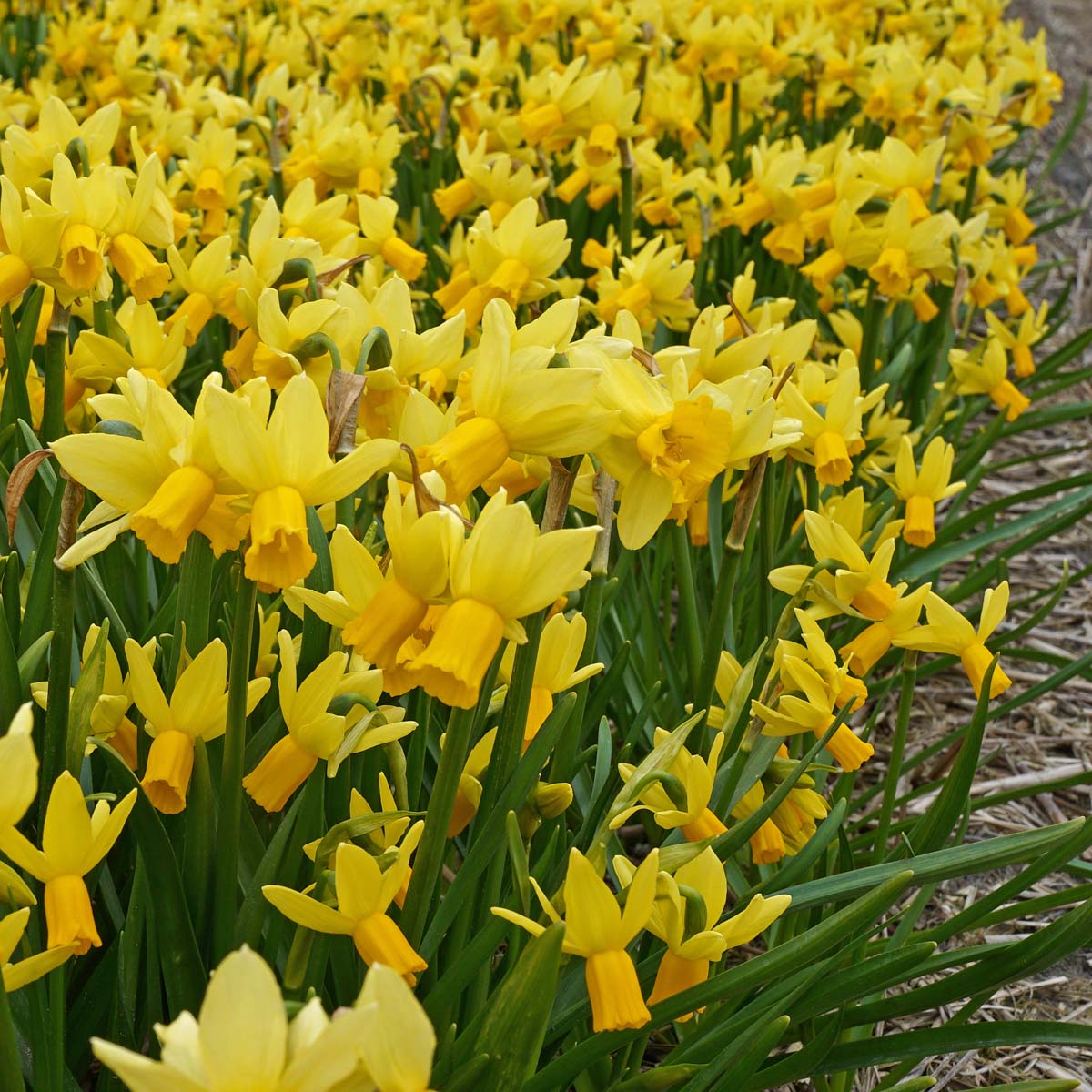 Jumblie - gele narcis - Fluwel