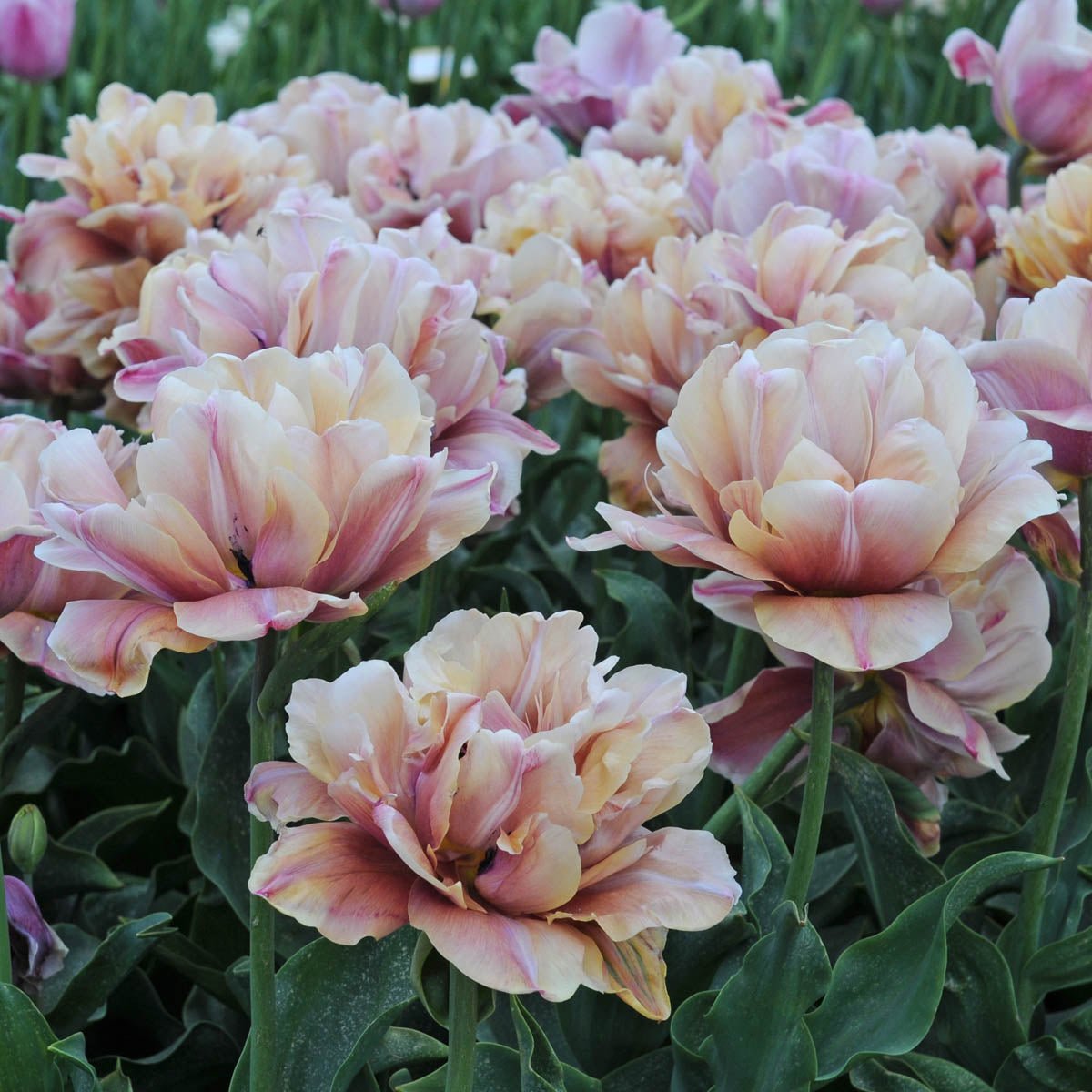La Belle Epoque - Tulips - Fluwel
