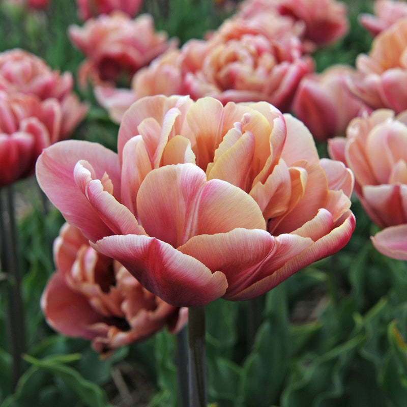 Tulpen