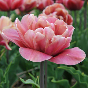 La Belle Epoque - Tulips - Fluwel