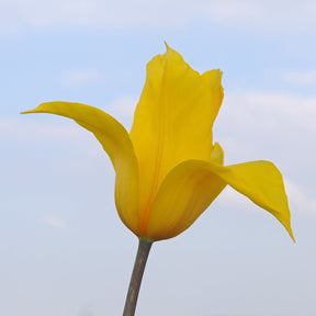 La Perla - Tulips - Fluwel
