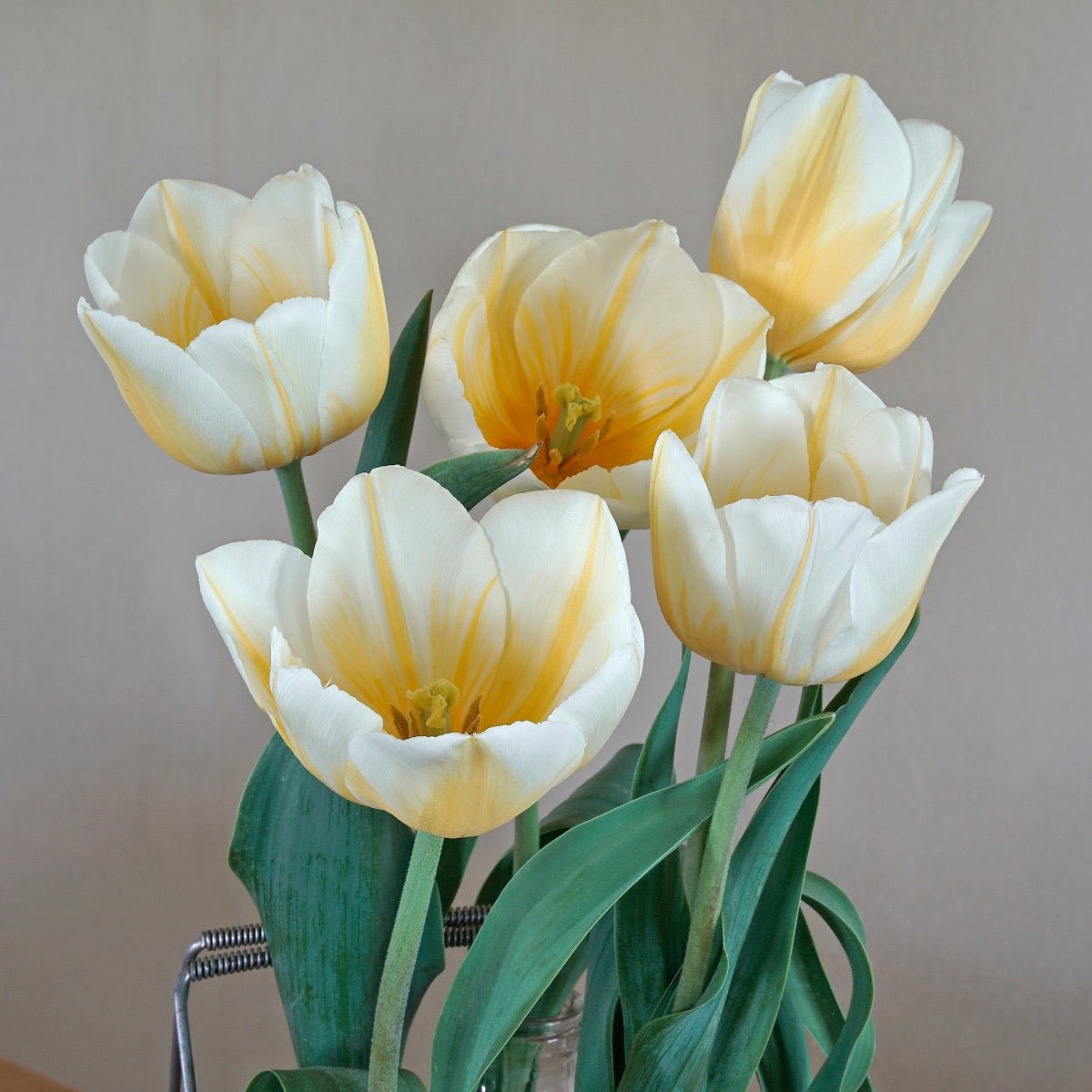 Lemon Chiffon - Tulips - Fluwel
