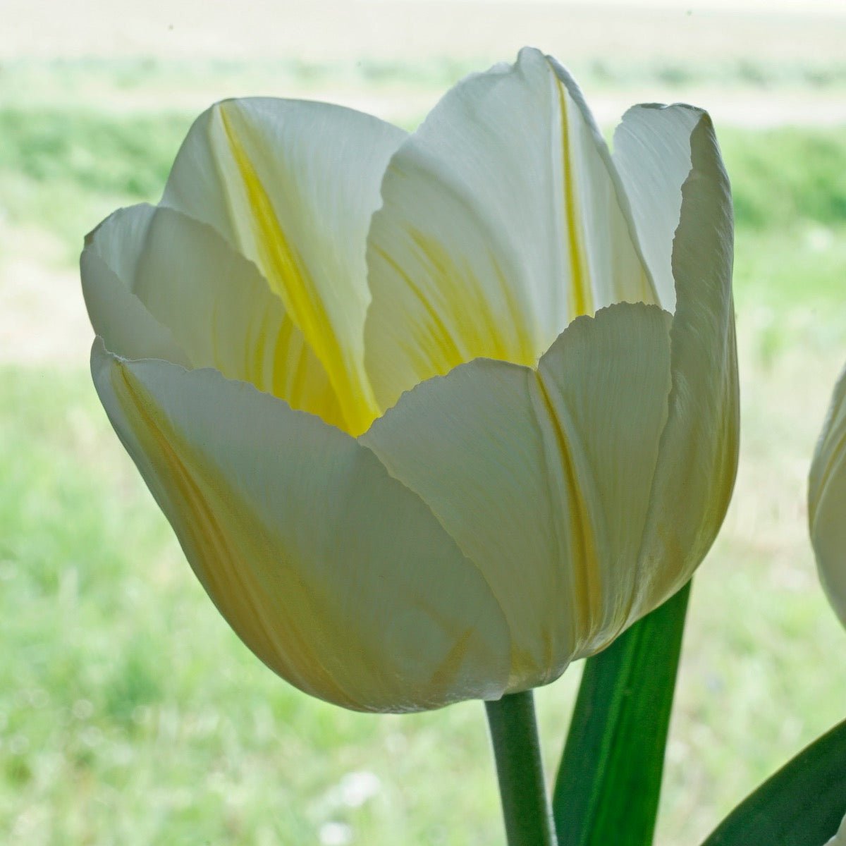 Lemon Chiffon - Tulips - Fluwel