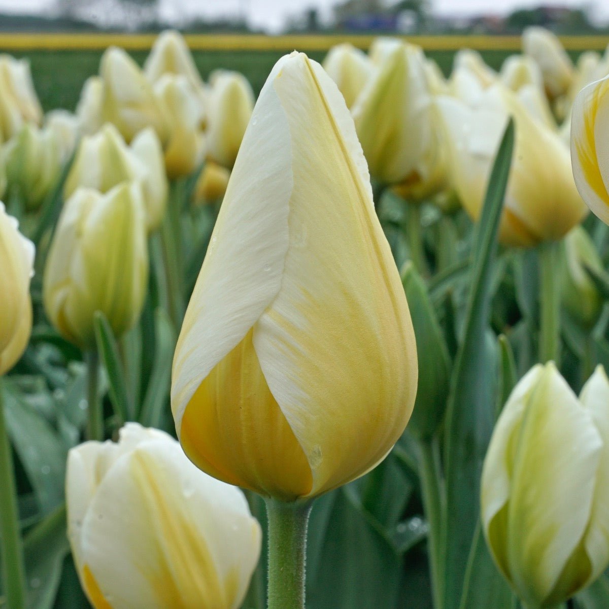 Lemon Chiffon - Tulips - Fluwel