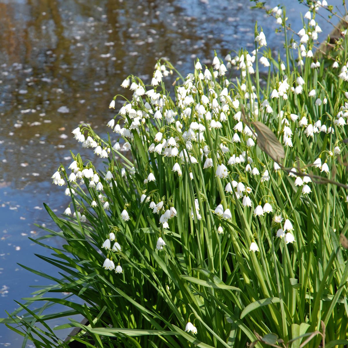 Leucojum aestivum Gravetye Giant - wit lenteklokje - Fluwel