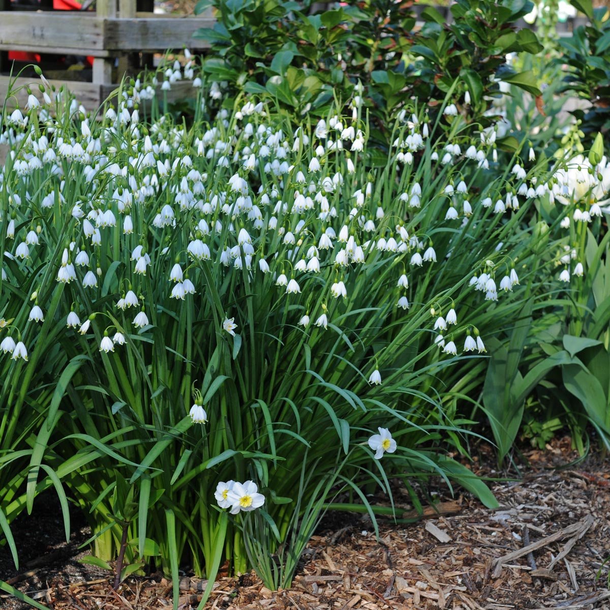 Leucojum aestivum Gravetye Giant - wit lenteklokje - Fluwel