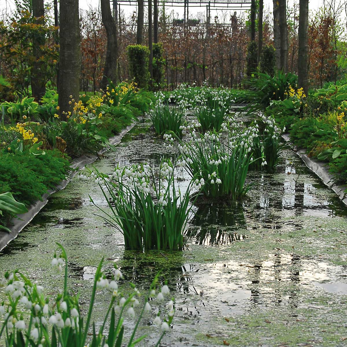 Leucojum aestivum Gravetye Giant - wit lenteklokje - Fluwel