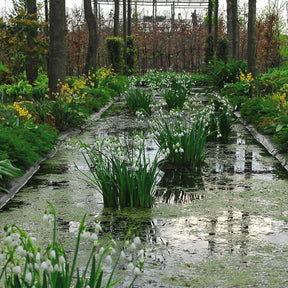 Leucojum aestivum Gravetye Giant - Spring specialty bulbs - Fluwel