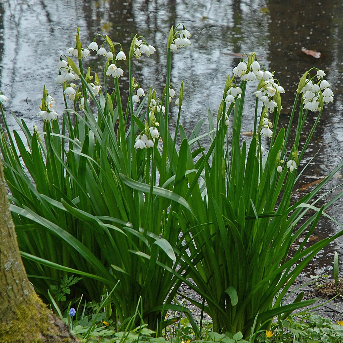 Leucojum aestivum Gravetye Giant - wit lenteklokje - Fluwel