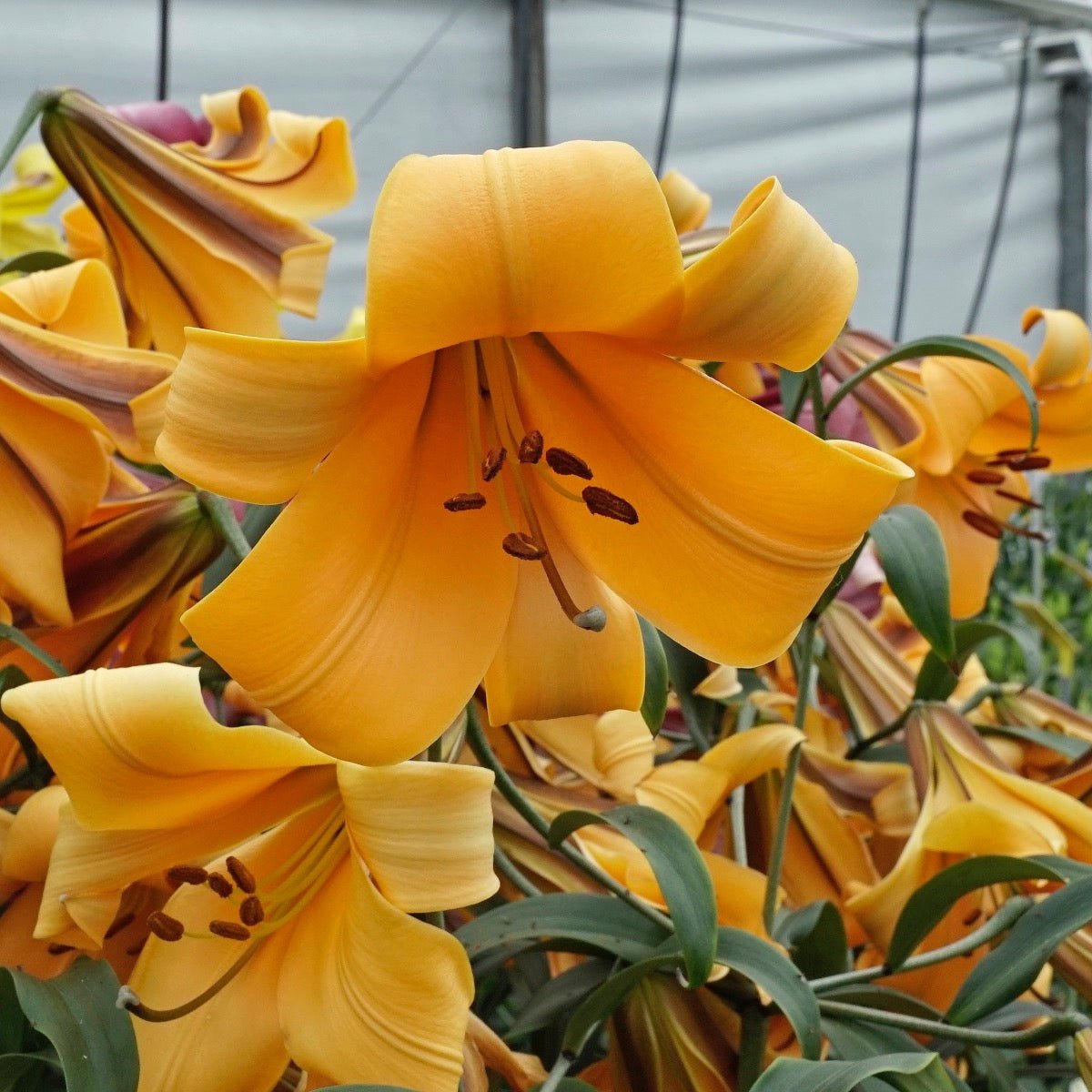 Lilium African Queen - oranje lelie - Fluwel