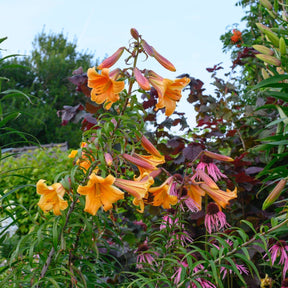 Lilium African Queen - Lilies - Fluwel