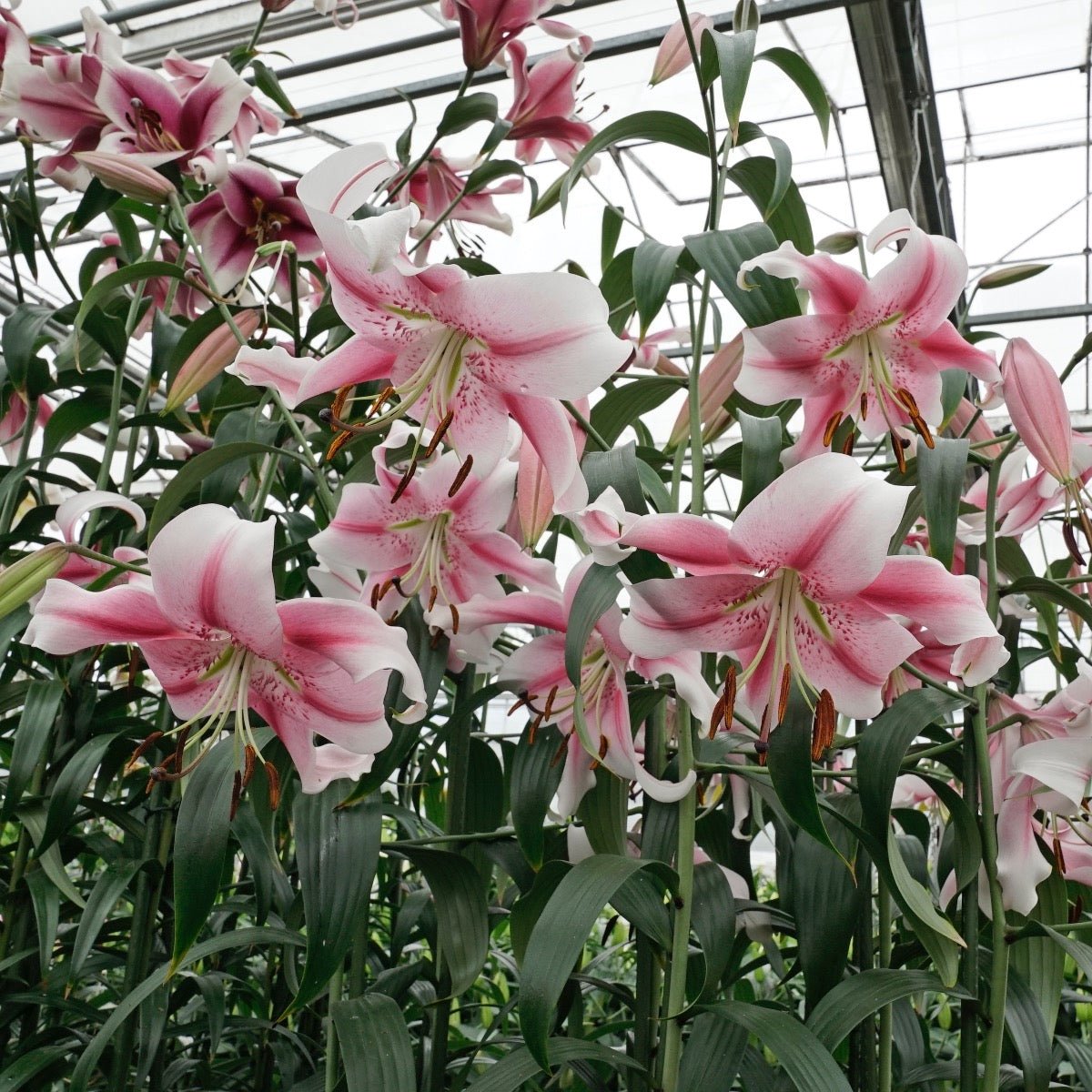 Lilium Anastasia - roze lelie - Fluwel