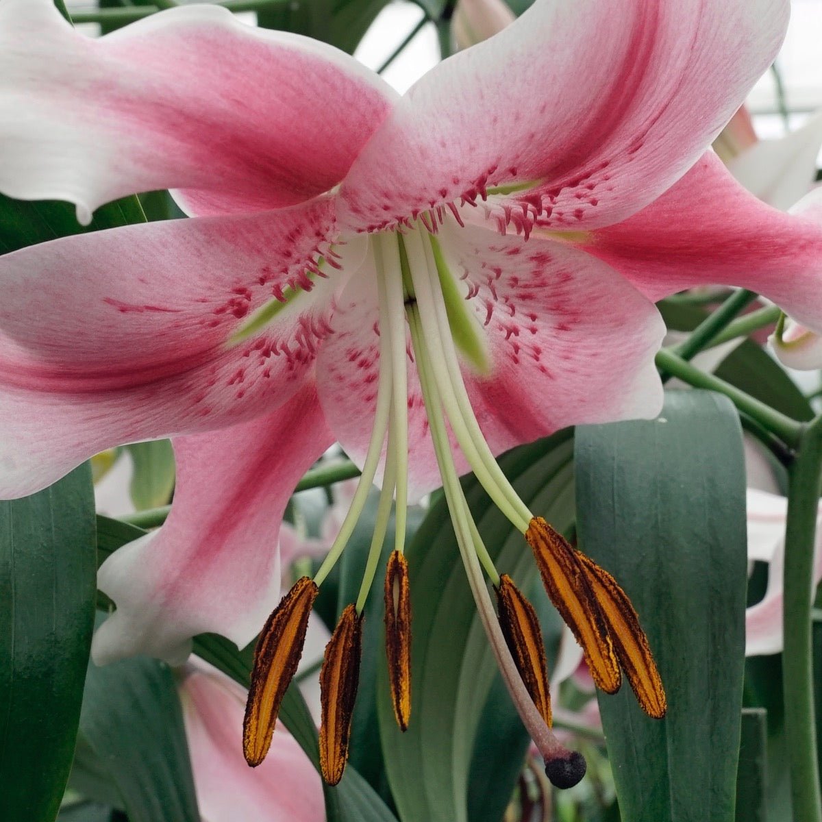 Lilium Anastasia - roze lelie - Fluwel