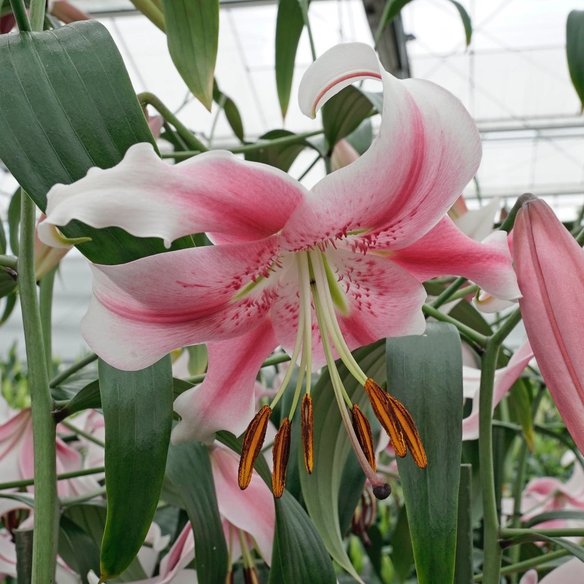 Lilium Anastasia - Lilies - Fluwel