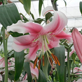 Lilium Anastasia - Lilies - Fluwel