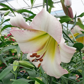 Lilium Beijing Moon - Lilies - Fluwel