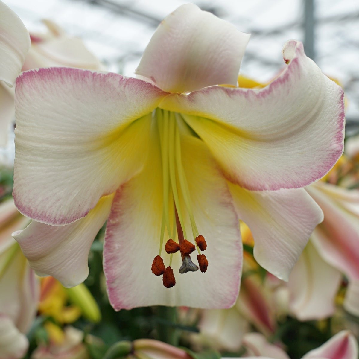 Lilium Beijing Moon - Lilies - Fluwel