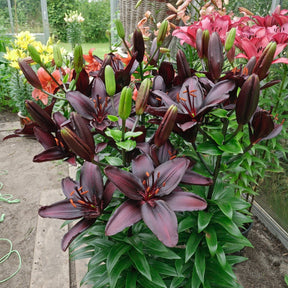 Lilium Blackstone - Lilies - Fluwel