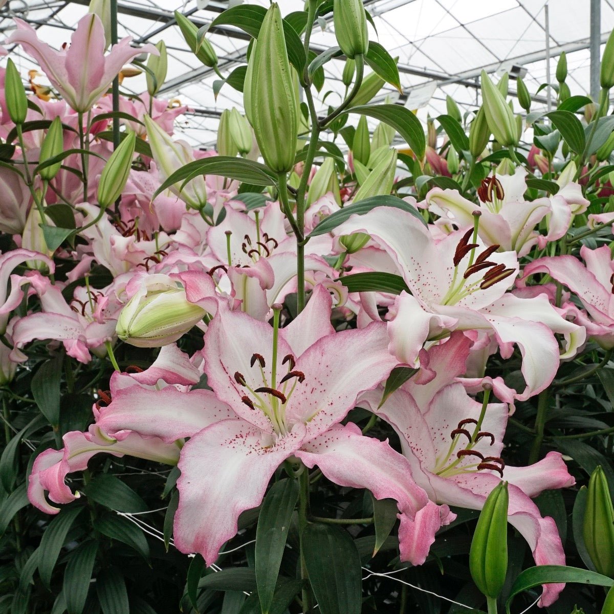 Lilium Brasilia - meerkleurige lelie - Fluwel