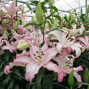 Lilium Brasilia - Lilies - Fluwel