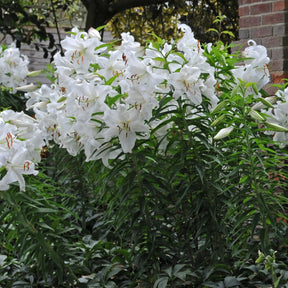Lilium Casa Blanca - Lilies - Fluwel