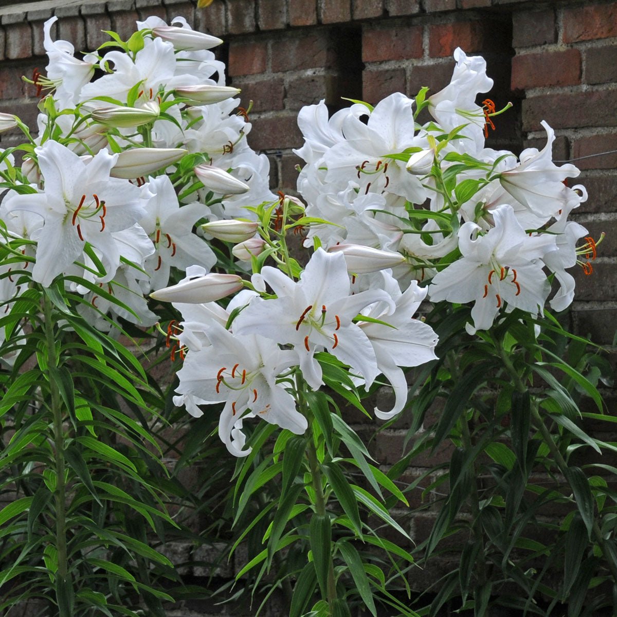 Lilium Casa Blanca - Lilies - Fluwel