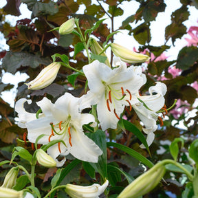 Lilium Casa Blanca - Lilies - Fluwel