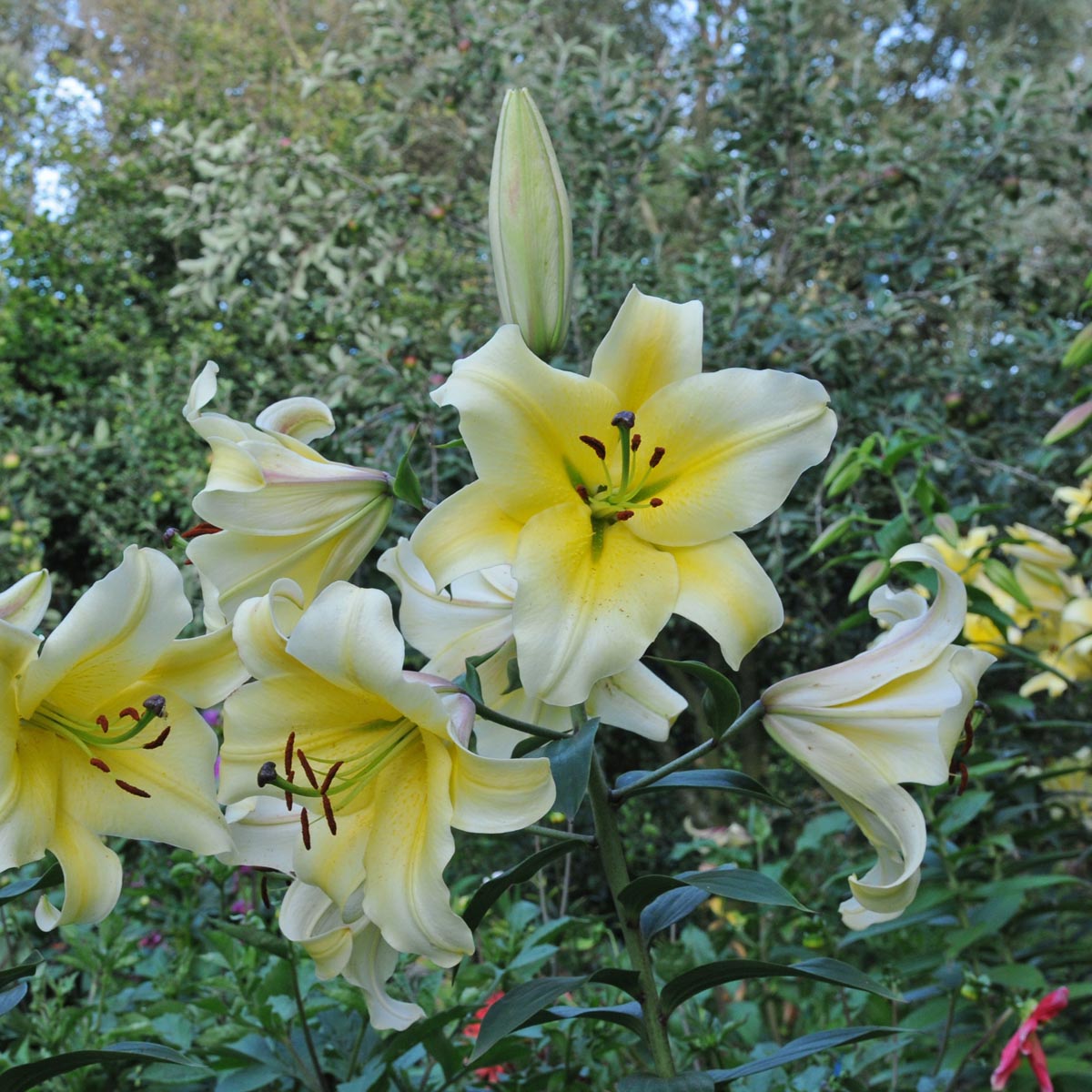Lilium Conca d'Or - Lilies - Fluwel