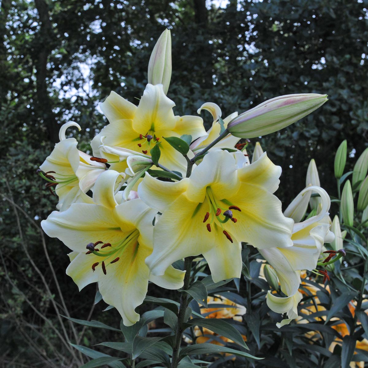 Lilium Conca d'Or - Lilies - Fluwel