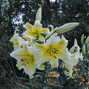Lilium Conca d'Or - Lilies - Fluwel