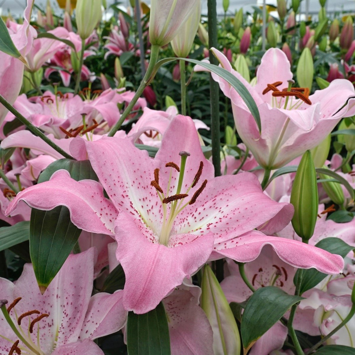 Lilium Josephine - roze lelie - Fluwel