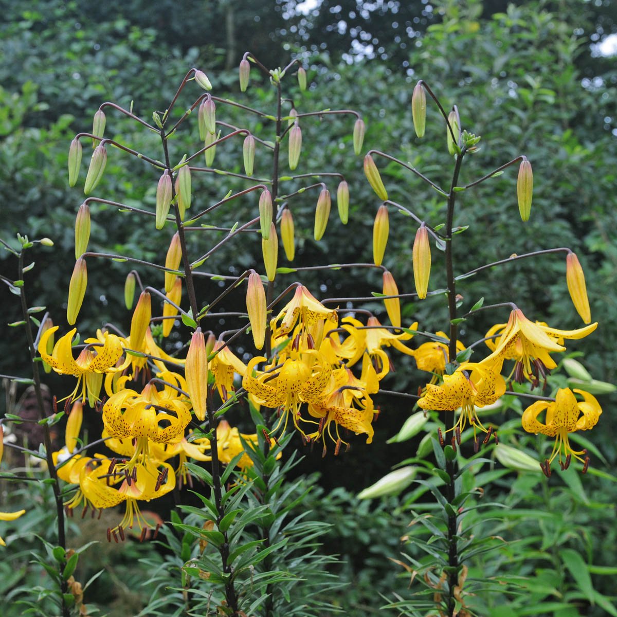 Lilium Leichtlinii - Lilies - Fluwel