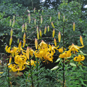 Lilium Leichtlinii - Lilies - Fluwel