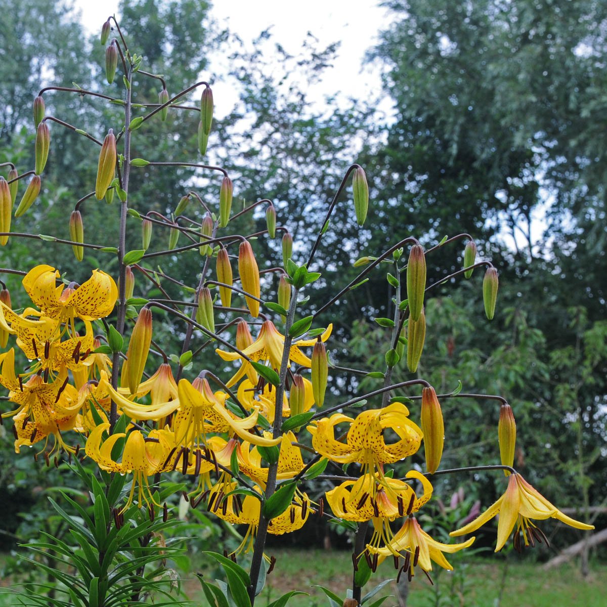Lilium Leichtlinii - gele lelie - Fluwel