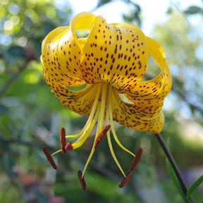 Lilium Leichtlinii - Lilies - Fluwel