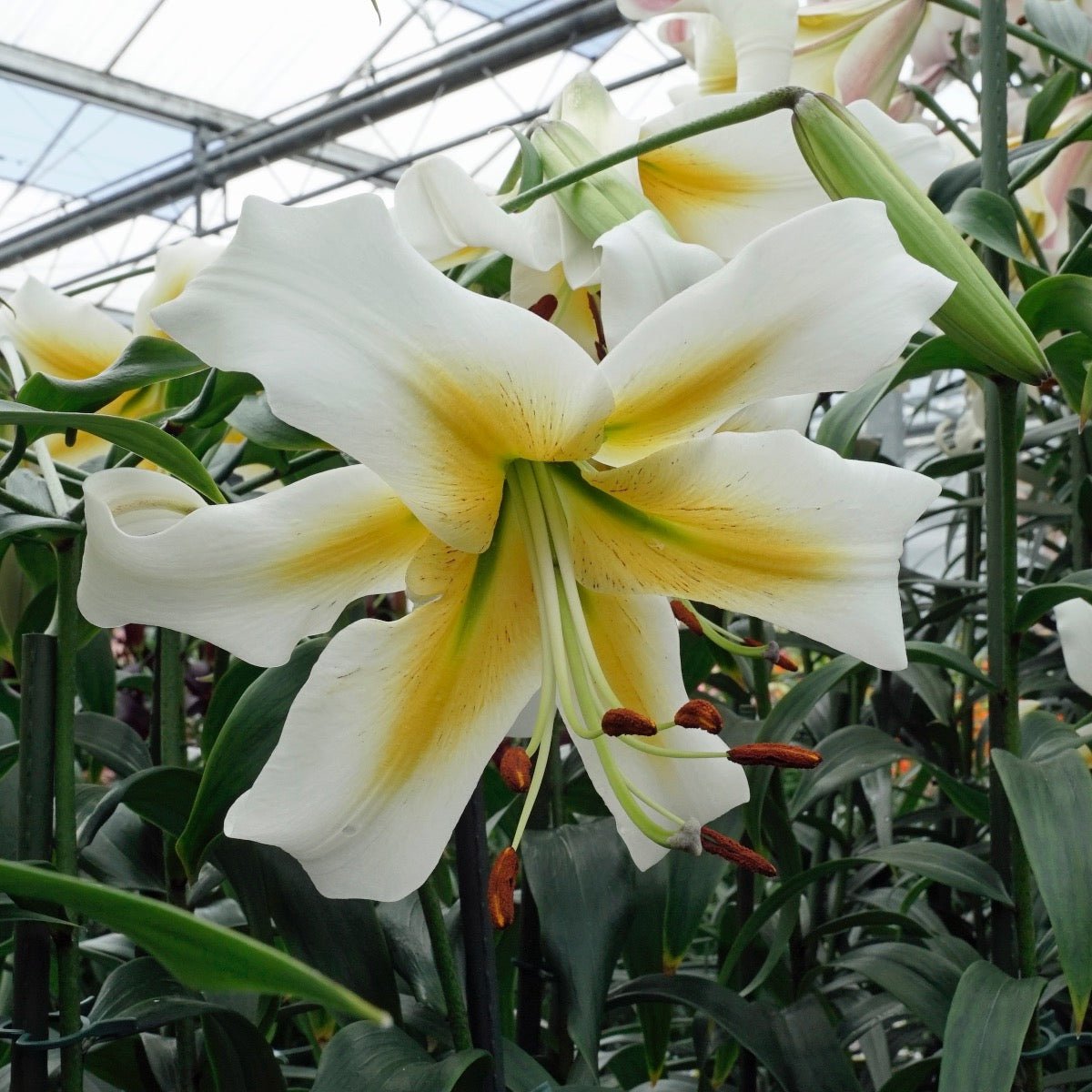 Lilium Mister Pistache - meerkleurige lelie - Fluwel