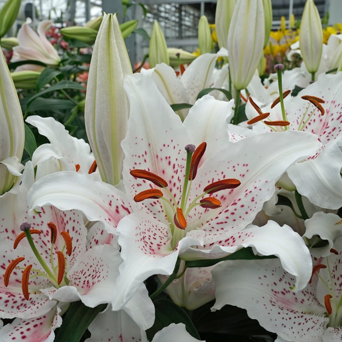 Lilium Muscadet - Lilies - Fluwel