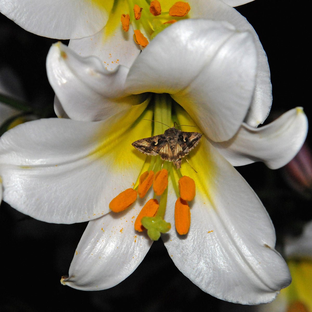 Lilium Regale - witte lelie - Fluwel