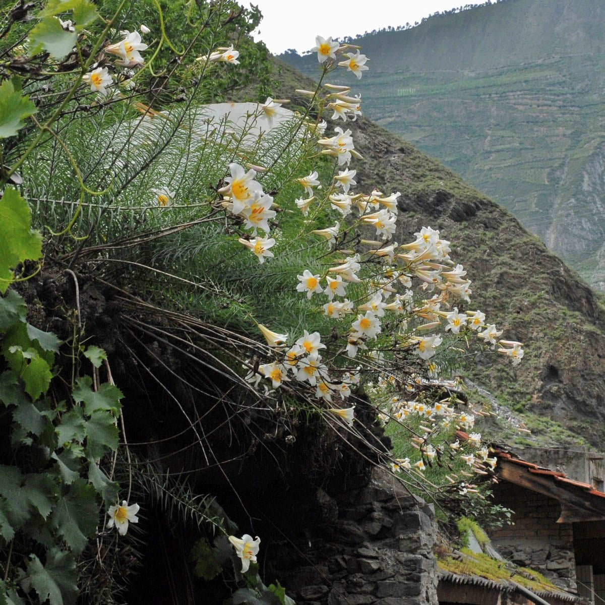 Lilium Regale - Lilies - Fluwel