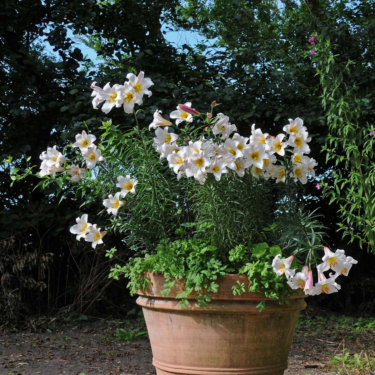 Lilium Regale - witte lelie - Fluwel