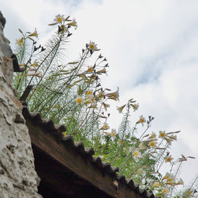 Lilium Regale - Lilies - Fluwel