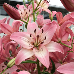 Lilium Rosella's Dream - Lilies - Fluwel