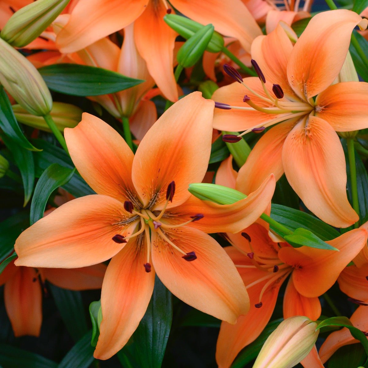 Lilium Sunset Boulevard (OAO) - Lilies - Fluwel