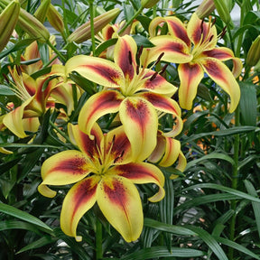 Lilium Viva la Vida (OAO) - Lilies - Fluwel